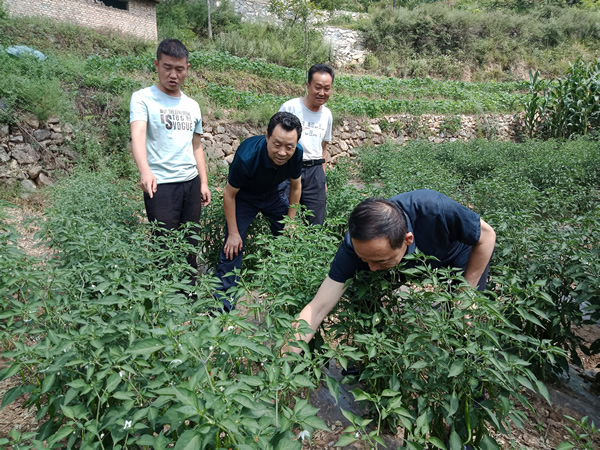 隴運集團(tuán)公司黨委書記、董事長李寅祥深入琵琶鎮(zhèn)寧強村檢查指導(dǎo)幫扶工作